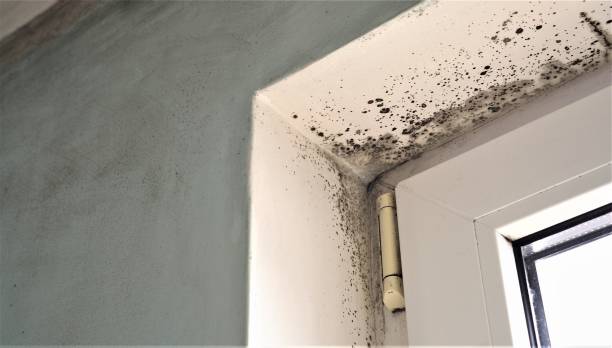 Best Forensic Mold Investigation  in Waco, TX