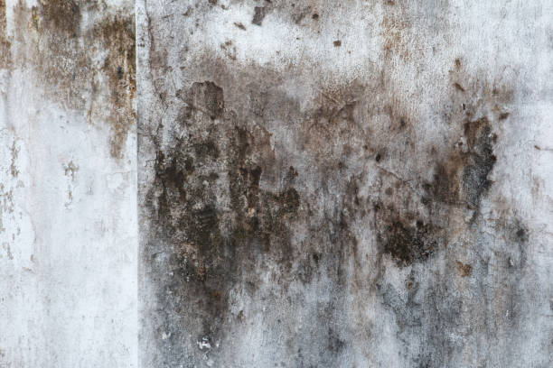 Best Comprehensive Air Testing for Mold Contaminants  in Waco, TX