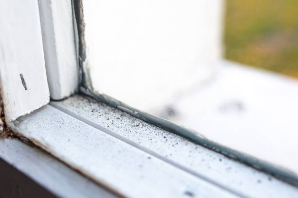 Best Emergency Mold Remediation  in Waco, TX