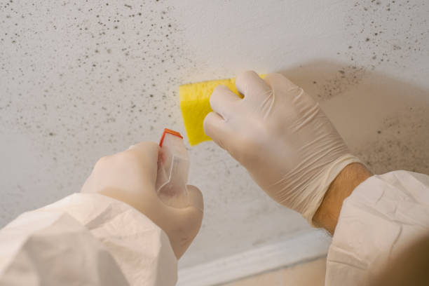 Biohazard Mold Removal in Waco, TX
