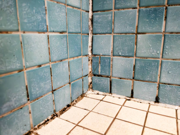 Best Real Estate Mold Inspection  in Waco, TX