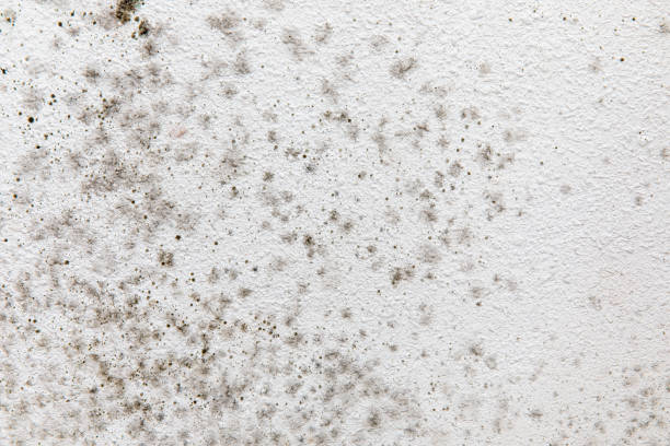 Best Attic Mold Removal  in Waco, TX