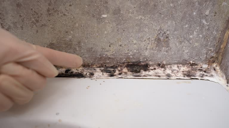 Best Mold Damage Restoration  in Waco, TX