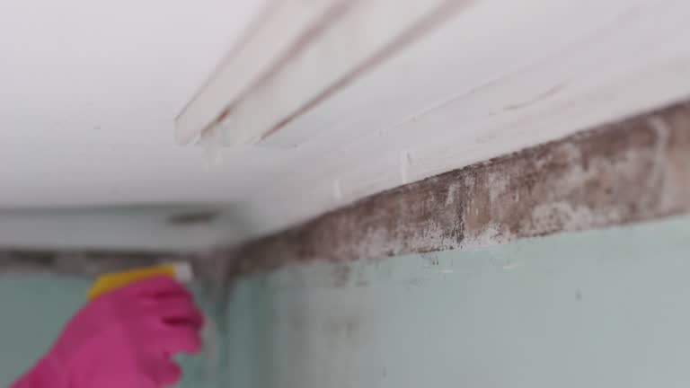Best Attic Mold Removal  in Waco, TX